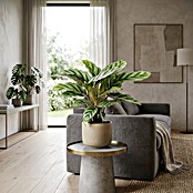 Piardino Calathea (Calathea Hybriden 11 Freddy) | BAUHAUS