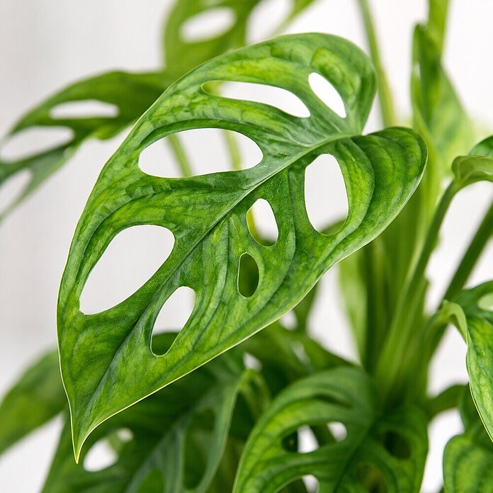 Piardino Fensterblatt (Monstera adansonii, Topfgröße: 11 cm) | BAUHAUS