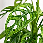 Piardino Fensterblatt (Monstera adansonii, Topfgröße: 11 cm) | BAUHAUS
