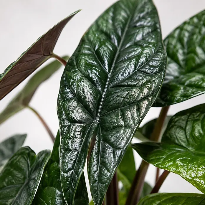 Piardino Elefantenohr - Alocasia scalprum 11 - Nahaufnahme dunkelgrüner, glänzender Alocasia-Blätter mit ausgeprägter Textur und rötlichen Stielen.