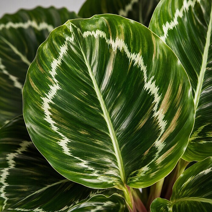 Piardino Calathea (Calathea Hybriden 11 Green) | BAUHAUS
