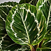 Piardino Calathea (Calathea Hybriden 11 Green) | BAUHAUS