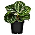 Piardino Calathea 