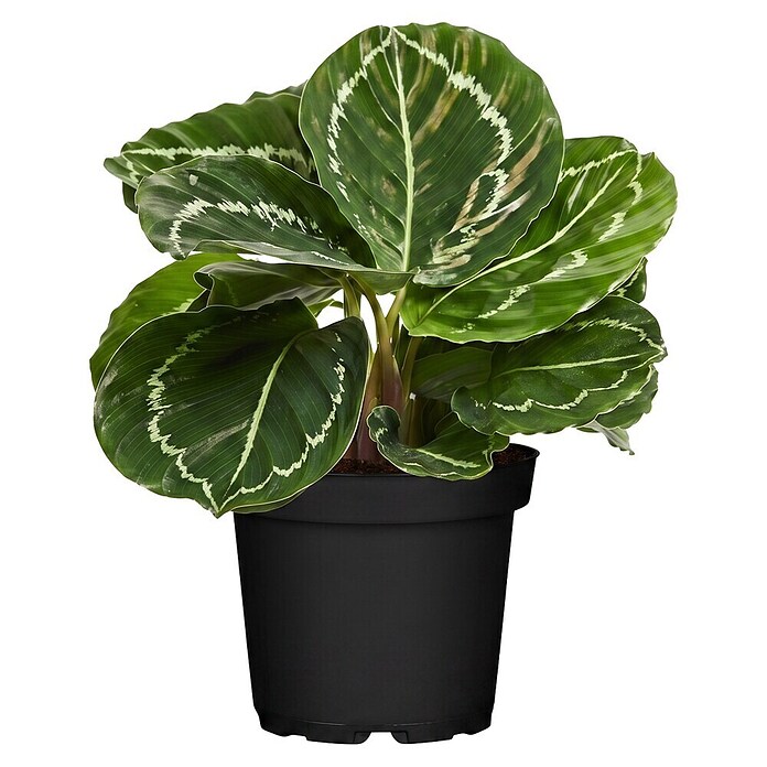Piardino Calathea (Calathea Hybriden 11 Green) | BAUHAUS
