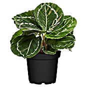 Piardino Calathea (Calathea Hybriden 11 Green) | BAUHAUS
