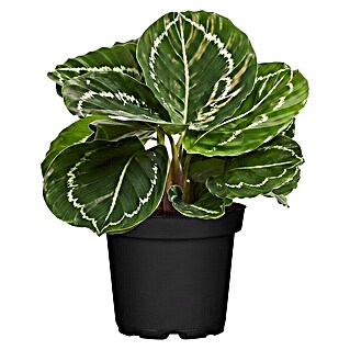 Piardino Calathea (Calathea Hybriden 11 Green)