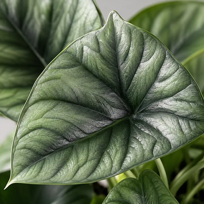 Piardino Pfeilblatt - Alocasia platinum 11 - Nahaufnahme eines dunkelgrünen, stark texturierten Pflanzenblatts mit ausgeprägten Adern. Die Oberfläche ist leicht glänzend.