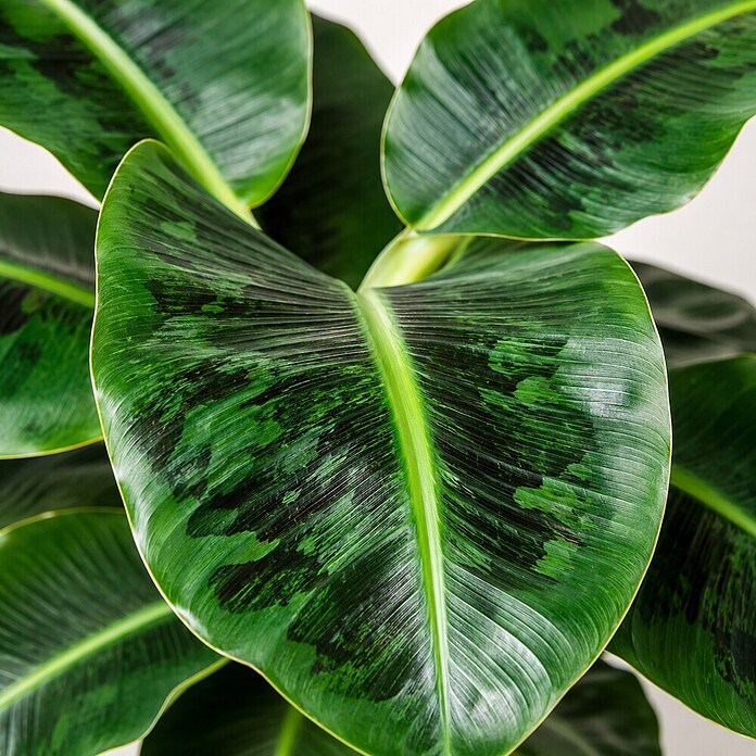 Piardino Bananenstaude (Musa Dwarf Cavendish) | BAUHAUS