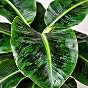 Piardino Bananenstaude (Musa Dwarf Cavendish) | BAUHAUS