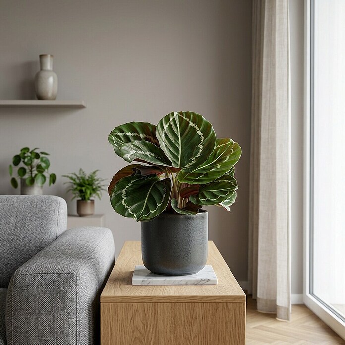 Piardino Calathea (Calathea Hybriden 11 Green) | BAUHAUS