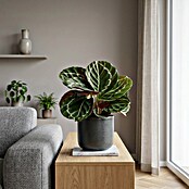 Piardino Calathea (Calathea Hybriden 11 Green) | BAUHAUS