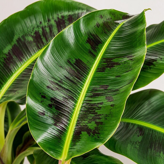 Piardino Bananenstaude (Musa Dwarf Cavendish) | BAUHAUS