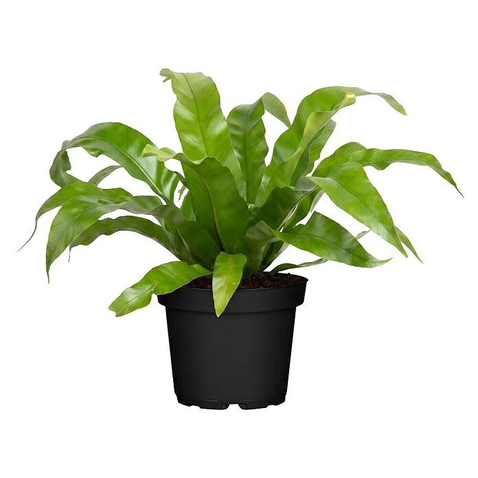 Piardino Nestfarn (Asplenium antiquum 11) | BAUHAUS