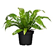 Piardino Nestfarn (Asplenium antiquum 11) | BAUHAUS