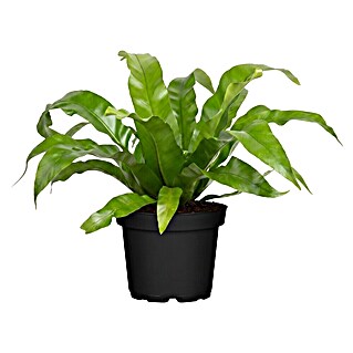 Piardino Nestfarn (Asplenium antiquum 11)