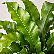 Piardino Nestfarn (Asplenium antiquum 11) | BAUHAUS