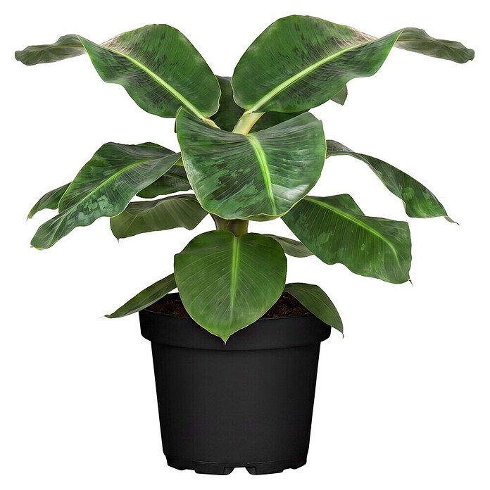 Piardino Bananenstaude (Musa Dwarf Cavendish) | BAUHAUS