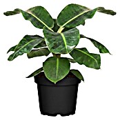 Piardino Bananenstaude (Musa Dwarf Cavendish) | BAUHAUS
