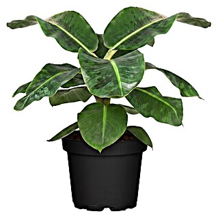 Piardino Bananenstaude (Musa Dwarf Cavendish)