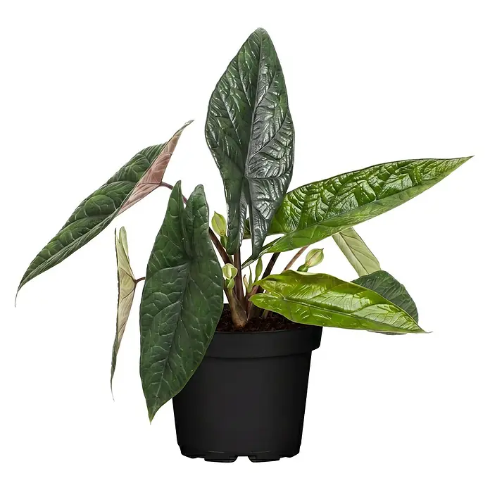Piardino Elefantenohr - Alocasia scalprum 11 - Topfpflanze mit dunkelgrünen, texturierten Blättern und kleinen Blütenknospen in einem schwarzen Plastiktopf.