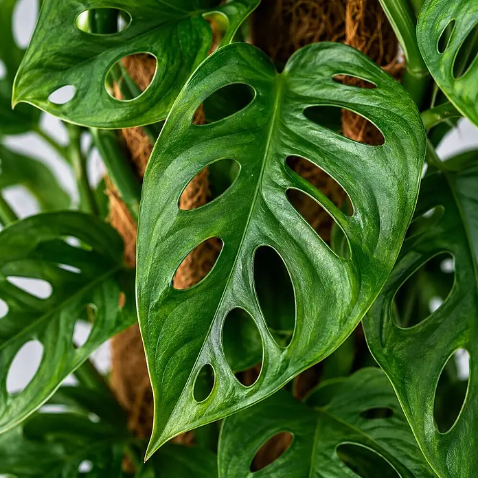 Piardino Zimmerpflanzen-Mix am Moosstab - Verschiedene Pflanzen, Topfgröße: 16 cm - Nahaufnahme einer Monstera Adansonii Pflanze mit leuchtend grünen, gelochten Blättern an einem braunen Moosstab.