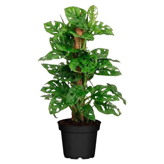 Piardino Zimmerpflanzen-Mix am Moosstab - Verschiedene Pflanzen, Topfgröße: 16 cm - Topf-Monstera Adansonii mit leuchtend grünen, gelochten Blättern an einem Moosstab in einem schwarzen Pflanzgefäß.