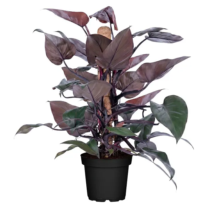 Piardino Zimmerpflanzen-Mix am Moosstab - Verschiedene Pflanzen, Topfgröße: 16 cm - Topfpflanze mit dunkelrot-violetten Blättern und Kokosstab in schwarzem Topf.