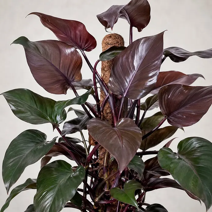 Piardino Zimmerpflanzen-Mix am Moosstab - Verschiedene Pflanzen, Topfgröße: 16 cm - Eine Philodendron-Pflanze mit dunkelrot-violetten und tiefgrünen Blättern, die an einem Moosstab emporrankt.