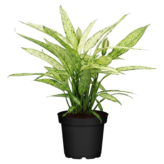 Piardino Dieffenbachie (Dieffenbachia maculata, Topfgröße: 24 cm) | BAUHAUS