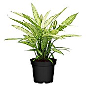 Piardino Dieffenbachie (Dieffenbachia maculata, Topfgröße: 24 cm) | BAUHAUS