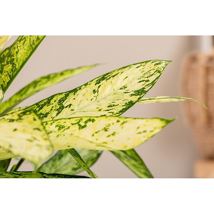 Piardino Dieffenbachie (Dieffenbachia maculata, Topfgröße: 24 cm) | BAUHAUS