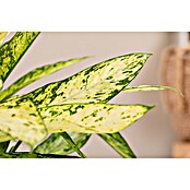 Piardino Dieffenbachie (Dieffenbachia maculata, Topfgröße: 24 cm) | BAUHAUS