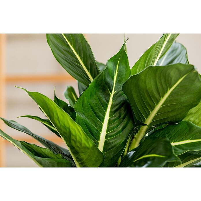 Piardino Dieffenbachie (Dieffenbachia maculata, Topfgröße: 24 cm) | BAUHAUS