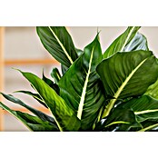 Piardino Dieffenbachie (Dieffenbachia maculata, Topfgröße: 24 cm) | BAUHAUS