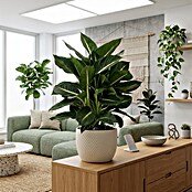 Piardino Dieffenbachie (Dieffenbachia maculata, Topfgröße: 24 cm) | BAUHAUS