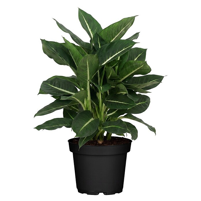 Piardino Dieffenbachie (Dieffenbachia maculata, Topfgröße: 24 cm) | BAUHAUS