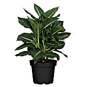 Piardino Dieffenbachie (Dieffenbachia maculata, Topfgröße: 24 cm) | BAUHAUS