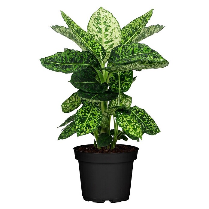 Piardino Dieffenbachie (Dieffenbachia maculata, Topfgröße: 24 cm) | BAUHAUS