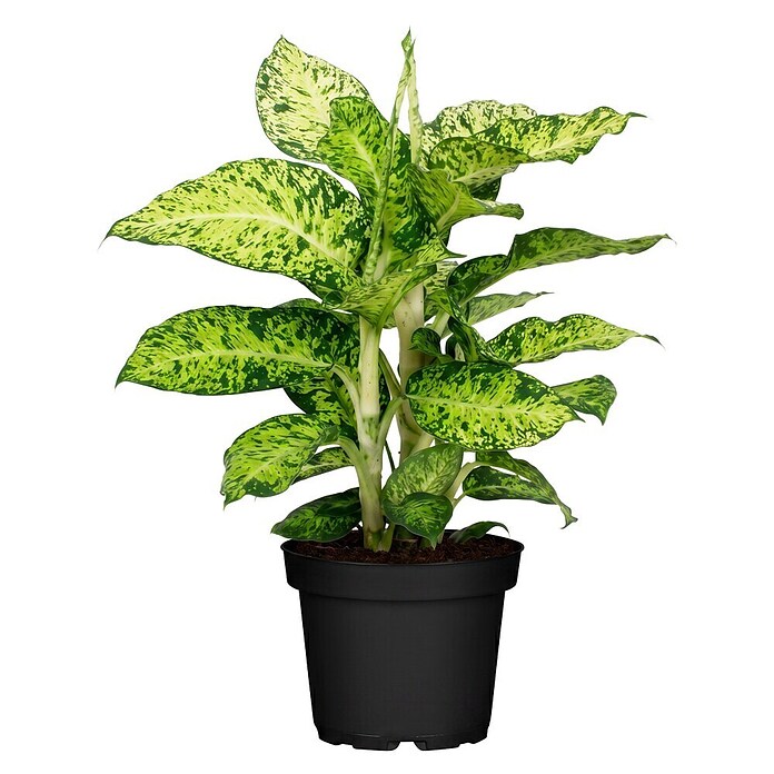 Piardino Dieffenbachie (Dieffenbachia maculata, Topfgröße: 24 cm) | BAUHAUS