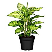 Piardino Dieffenbachie (Dieffenbachia maculata, Topfgröße: 24 cm) | BAUHAUS