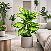 Piardino Dieffenbachie (Dieffenbachia maculata, Topfgröße: 24 cm) | BAUHAUS