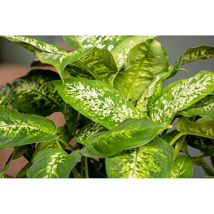 Piardino Dieffenbachie (Dieffenbachia maculata, Topfgröße: 24 cm) | BAUHAUS