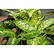 Piardino Dieffenbachie (Dieffenbachia maculata, Topfgröße: 24 cm) | BAUHAUS