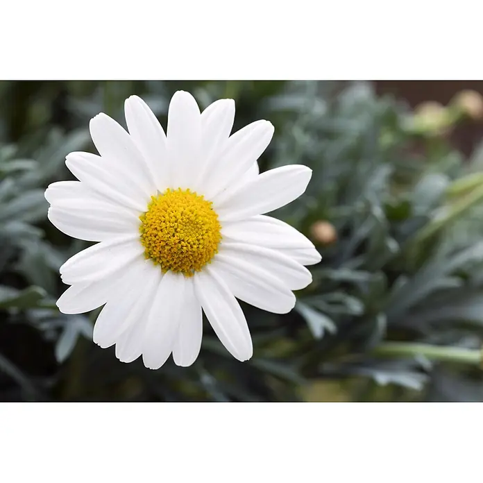 Piardino Strauchmargerite - Chrysanthemum frutescens, Sortenabhängig - Eine weiße Margerite mit einem leuchtend gelben Zentrum.