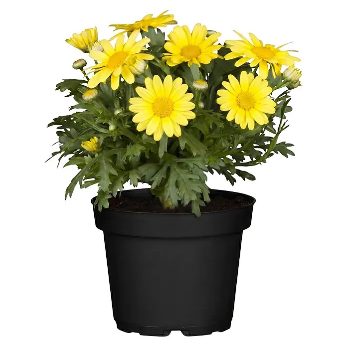 Piardino Strauchmargerite - Chrysanthemum frutescens, Sortenabhängig - Topfpflanze mit leuchtend gelben Gänseblümchen-Blüten und grünem Laub in einem schwarzen Topf.