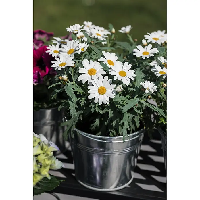 Piardino Strauchmargerite - Chrysanthemum frutescens, Sortenabhängig - Getopfte weiße Gänseblümchen mit gelben Blüten in silbernen Metalltöpfen, auf einer dunklen Lattenfläche.