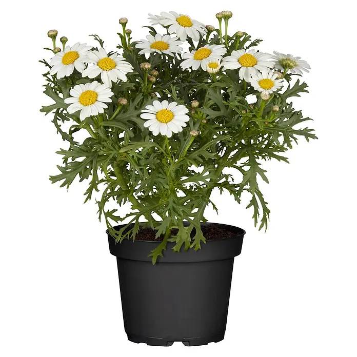 Piardino Strauchmargerite - Chrysanthemum frutescens, Sortenabhängig - Eine Topfpflanze mit vielen weißen Gänseblümchen mit gelben Zentren und grünen Blättern, in einem schwarzen Plastiktopf.