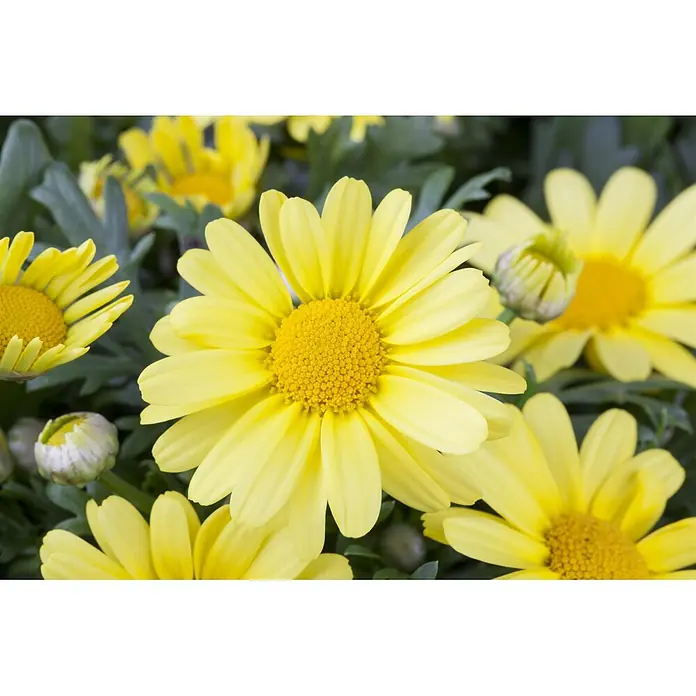 Piardino Strauchmargerite - Chrysanthemum frutescens, Sortenabhängig - Eine Gruppe leuchtend gelber margeritenartiger Blüten in voller Blüte, mit mehreren Knospen.