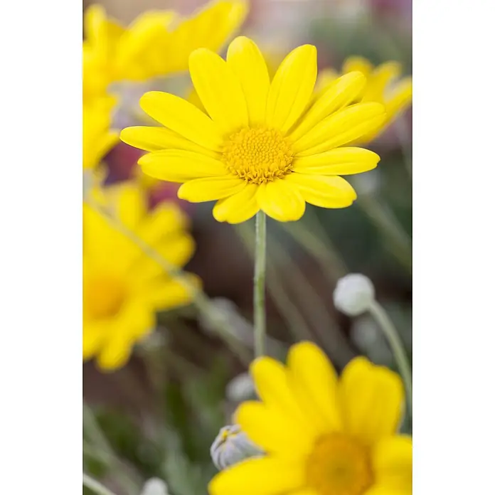 Piardino Strauchmargerite - Chrysanthemum frutescens, Sortenabhängig - Nahaufnahme einer leuchtend gelben Gänseblümchenblüte mit hellem gelbem Zentrum, umgeben von anderen unscharfen gelben Blüten.