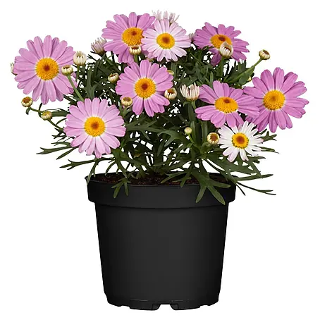 Piardino  Strauchmargerite